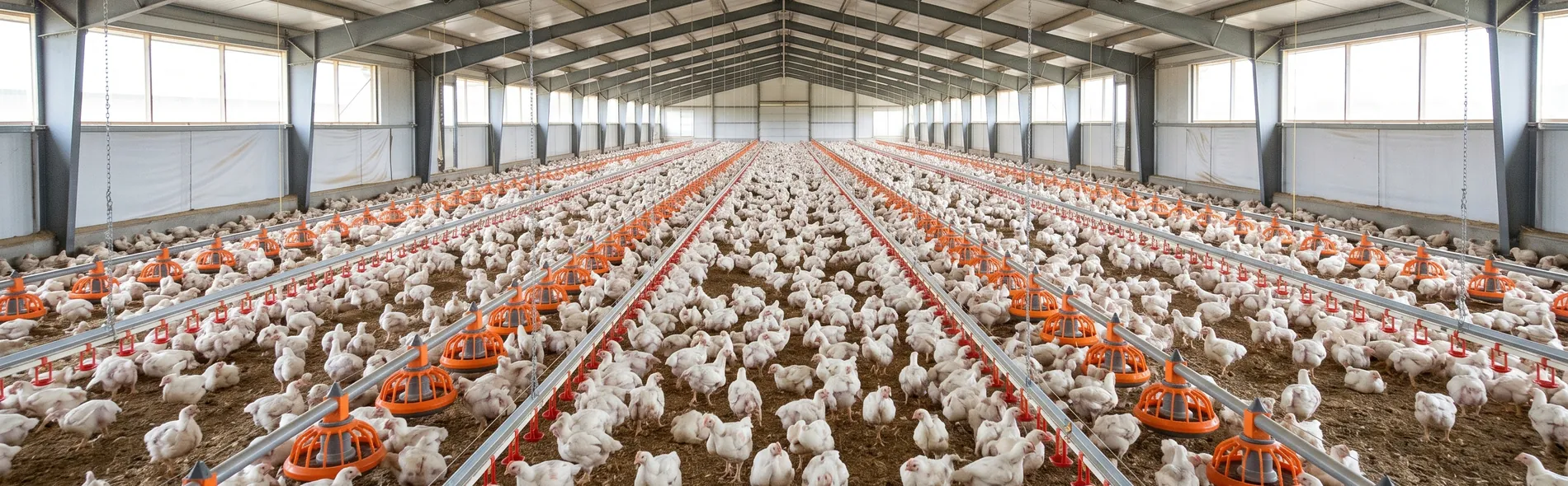 Poulailler moderne rempli de poulets de chair blancs avec lignes d'alimentation